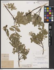 Foto von Salix breviserrata Flod.